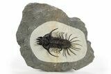 Spiny Quadrops Trilobite - Ofaten, Morocco #311504-5
